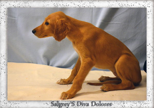 Salgrey’S Diva Dolores